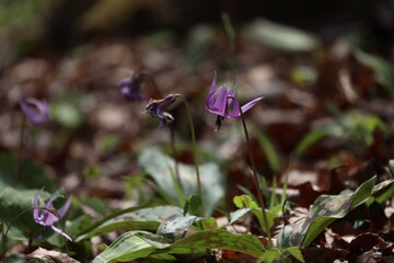 カタクリの花