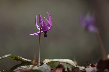 カタクリの花