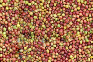 seamless coffee fruit  texture background