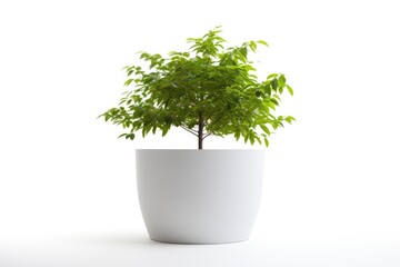 Trees in pots inside the house white background image