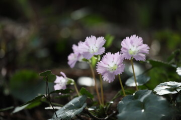 Obraz premium イワウチワ