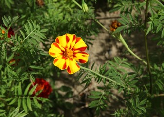 Marigold yellow and orange garden flower in Montana
