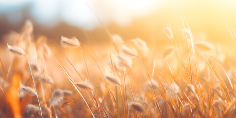 wheat field at sunset, Glowing gold grass flower with glitter bubble bokeh background, Wild grasses in a field at sunset. shallow depth of field, vintage filter, Generative AI
