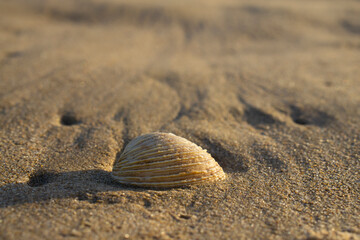 Seashell on the sand of the Portugese beach