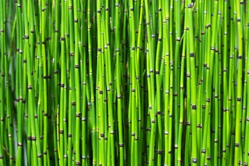 horsetail bamboo plant texture - obrazy, fototapety, plakaty