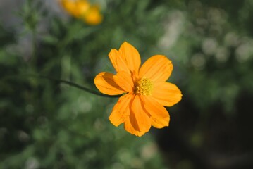 Cosmos sulphureus flower in the garden, yellow flower