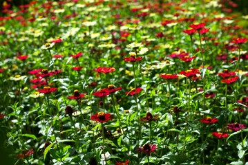Zinnia peruviana flowers in the garden