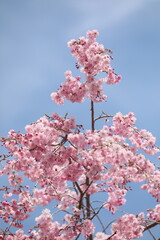 枝垂れ桜