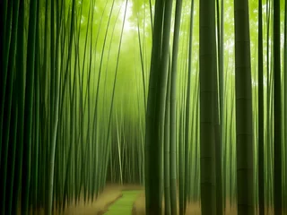  bamboo forest background © Rewat