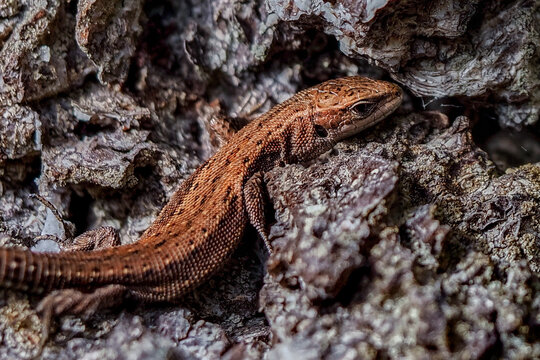 The viviparous lizard Zootoca vivipara is a species of lizard from the lizard family Lacertidae. It is the only representative of the genus Zootoca	
