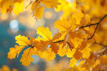 Autumn yellow leaves of tree in autumn park