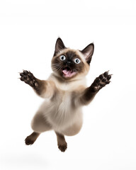 Siamese cat jumping joyful happy photo on white background