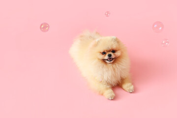 Fototapeta na wymiar Cute dog with soap bubbles lying on pink background