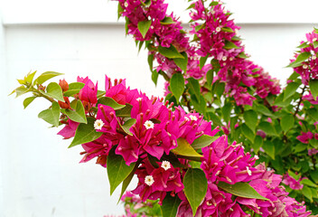 Bougainvillea pink flowers blossoms on trees