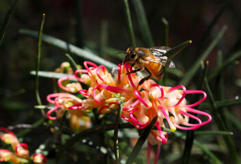 Grevillea Flower and Bee