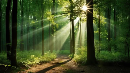  Forest landscape, Beautiful sunlight in green forest © Anak