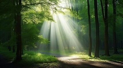 Fototapeta na wymiar Forest landscape, Beautiful sunlight in green forest