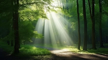  Forest landscape, Beautiful sunlight in green forest © Anak