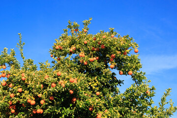 Ripe oranges hanging in a dense crown of citrus trees during  Arizona warm winter