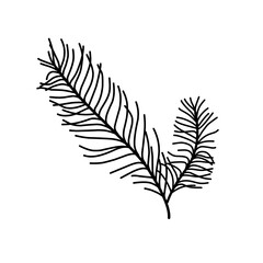 Naklejka premium Hand Drawn Spurce Branch 