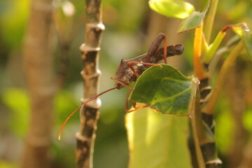 An insect was perched on a green leaf
