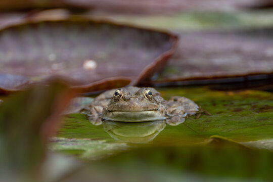 frog leaf water lily. A small green frog is sitting at the edge of water lily leaves in a pond