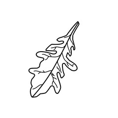 Fototapeta premium Hand Drawn Arugula Leaves 