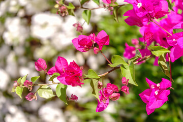Bougainvillea, Paper flower Bougainvillea hybrida soft focus with blurry background
