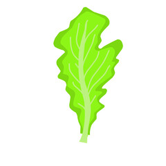 Green Lettuce Leaf 