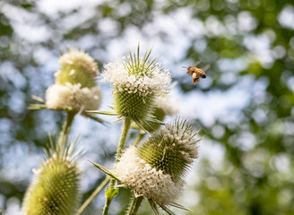 Wild bees collect nectar during the flowering period of plants in nature.