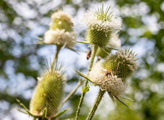 Wild bees collect nectar during the flowering period of plants in nature.