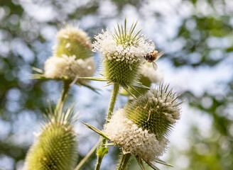 Wild bees collect nectar during the flowering period of plants in nature.