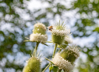 Wild bees collect nectar during the flowering period of plants in nature.