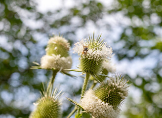 Wild bees collect nectar during the flowering period of plants in nature.