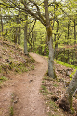 Fototapeta premium Walking path with trees at the top of Rotenfels on a spring day in Germany.