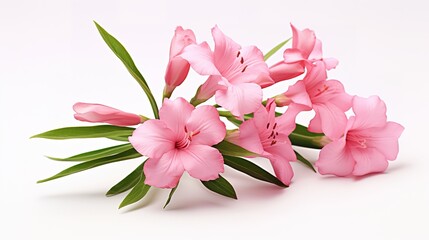 Obraz na płótnie Canvas Pink Desert Rose or Impala Lily flower,generative ai