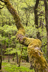 Fototapeta premium Tree growing at an angle in a forest on a spring day in Germany.