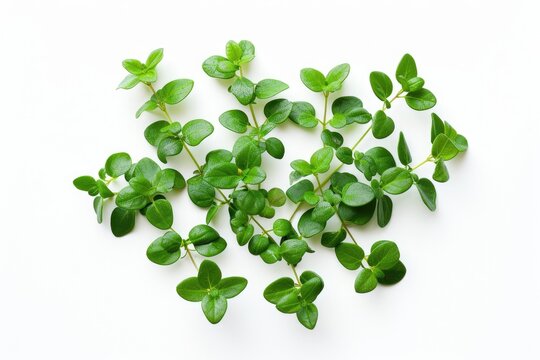 Agathosma betulina plant ( Buchu plant ) on a white background.