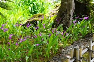 日本庭園　由志園