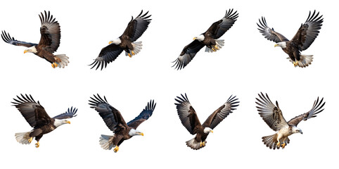 Set of  eagle flies with its wings  on transparency background PNG