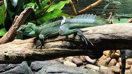 Portrait of the lizard in the zoo