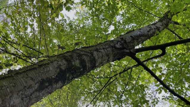 Yellow birch Betula alleghaniensis Brit. (B. lutea Michx.) Family: Betulaceae English: Yellow birch, swamp birch in a forest in Germany with the sun shining through the leaves