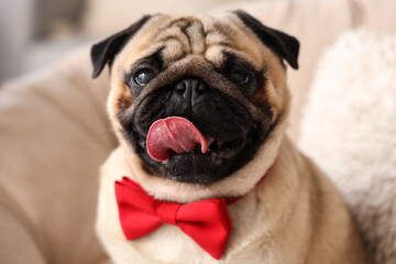 Cute pug dog with bow tie at home. International Women's Day celebration