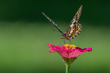 Lime butterfly papilio demoleus feeding on zinnia flower nectar in flower garden, natural bokeh background