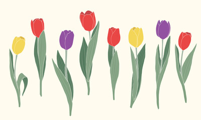 Spring flowers vector illustration. Tulips flowers for Valentine's Day, Birthday, Mother's Day.