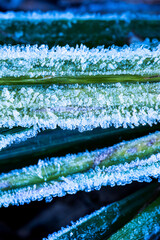 Close-up of frost on the grass. - 725260709
