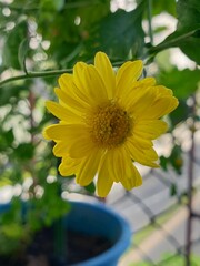 sunflower in a pot