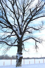 a big tree in the snow stands in the park