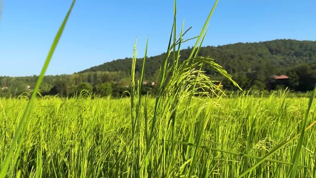 fix frame rice paddy farm field seedling in spring season seed in summer harvest in autumn green leave vertical stem vegetable food flora species hill mountain in background Iran natural landscape