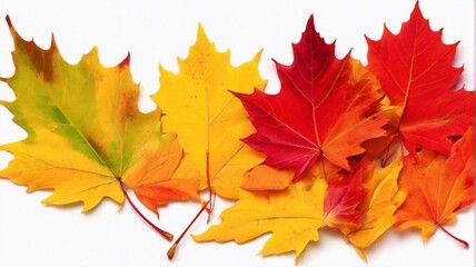 Naklejka na ściany i meble autumn maple leaf